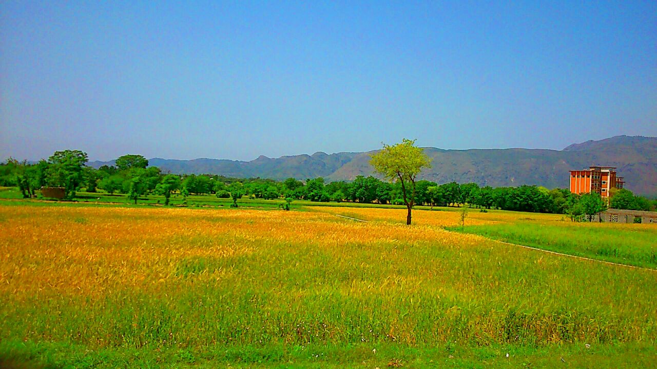 کٹائی کے لیے تیار نریاب کے گندم کے کھیت اور باغات